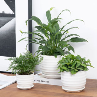 Ceramic Orchid Pots - Wayfair Canada